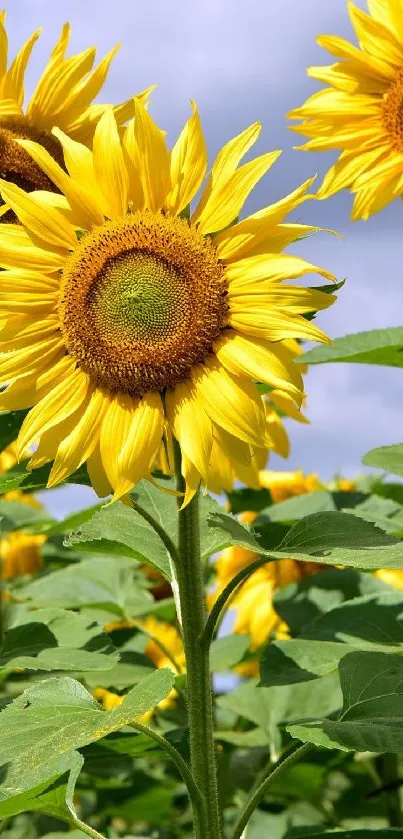 Bright yellow sunflowers against a clear sky.