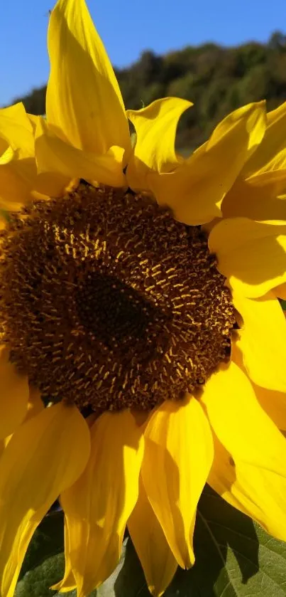 Vibrant sunflower against a blue sky.