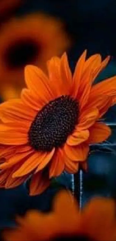 Vibrant orange sunflower against a dark background, perfect for mobile wallpaper.