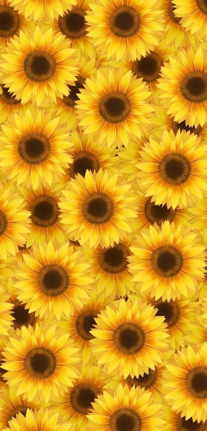 Vibrant sunflower pattern on mobile wallpaper with lively yellow tones.