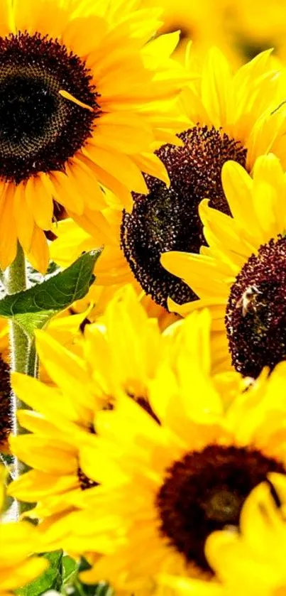 Vibrant sunflower wallpaper with bright yellow petals.