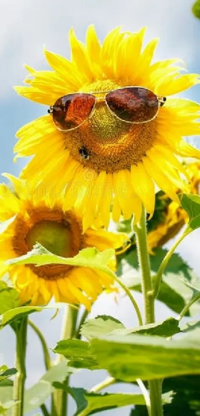 Sunflower with sunglasses under blue sky, perfect for a bright mobile wallpaper.