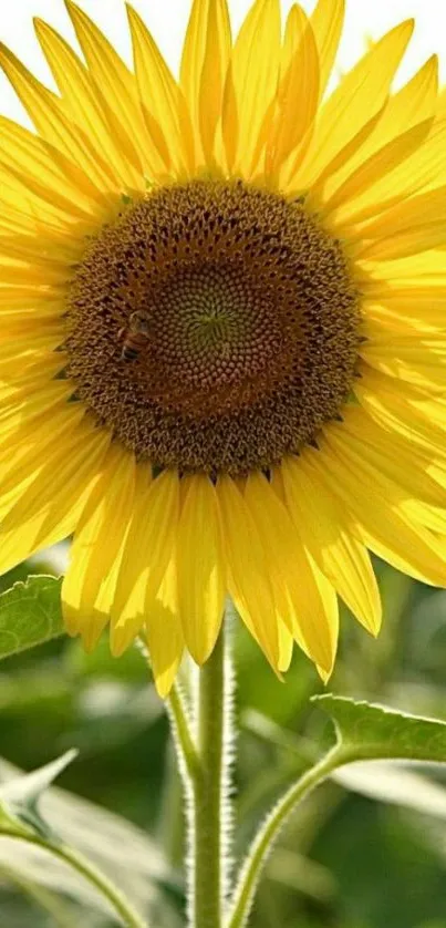 Close-up of a vibrant sunflower on a sunny day, perfect for mobile wallpaper.