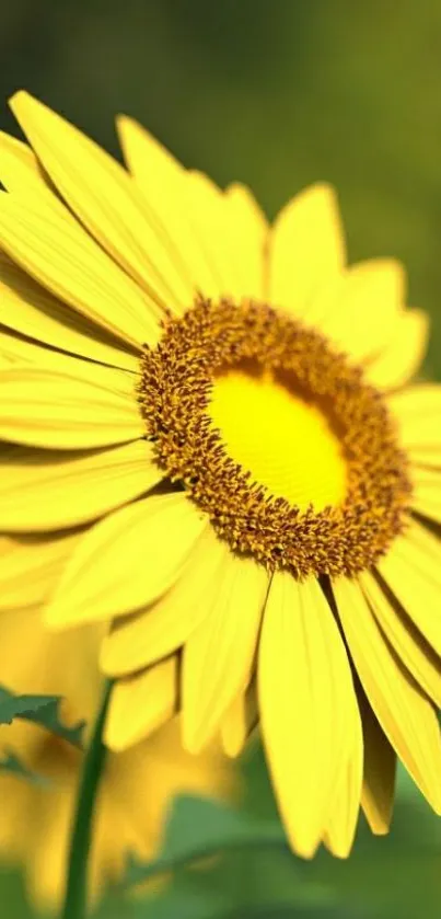 Vibrant yellow sunflower with green background on mobile wallpaper.