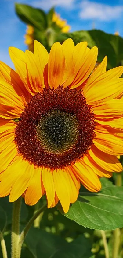 Bright sunflower with green leaves and clear blue sky background.