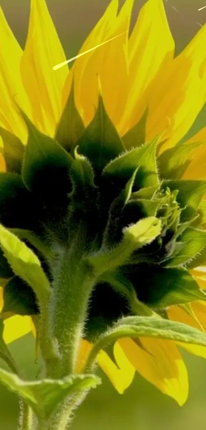 A vibrant sunflower with bright yellow petals and green leaves.