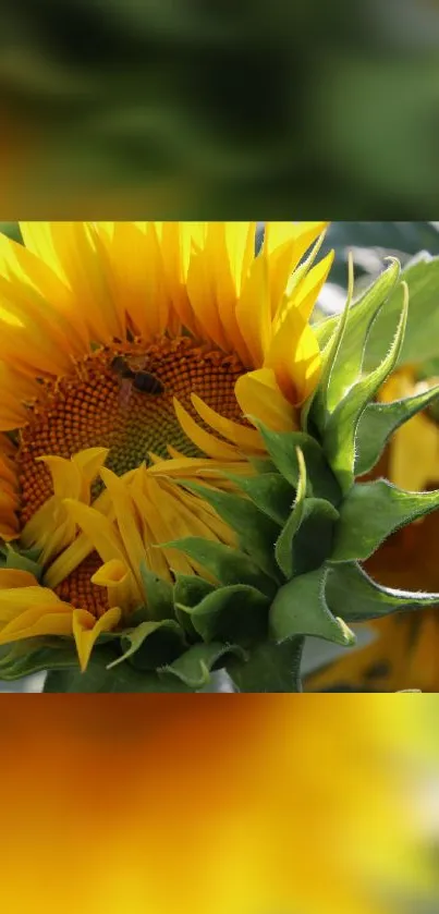 Close-up vibrant sunflower with green leaves and a hint of sunshine.