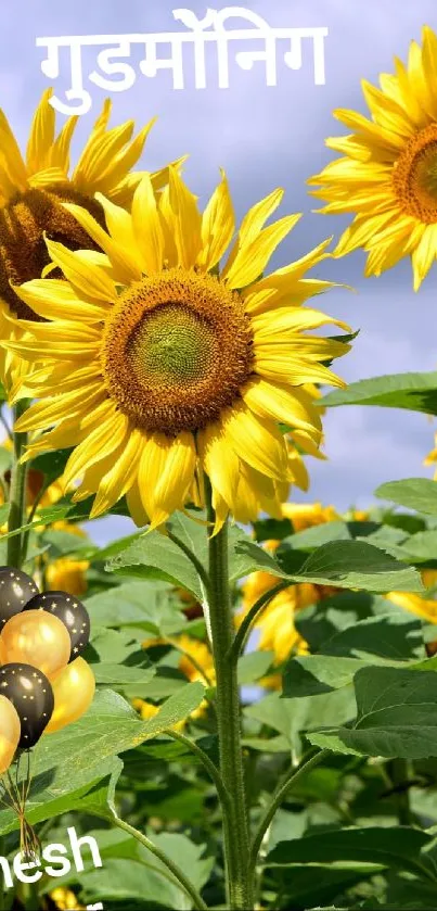 Bright yellow sunflowers under a clear blue sky with a good morning greeting.