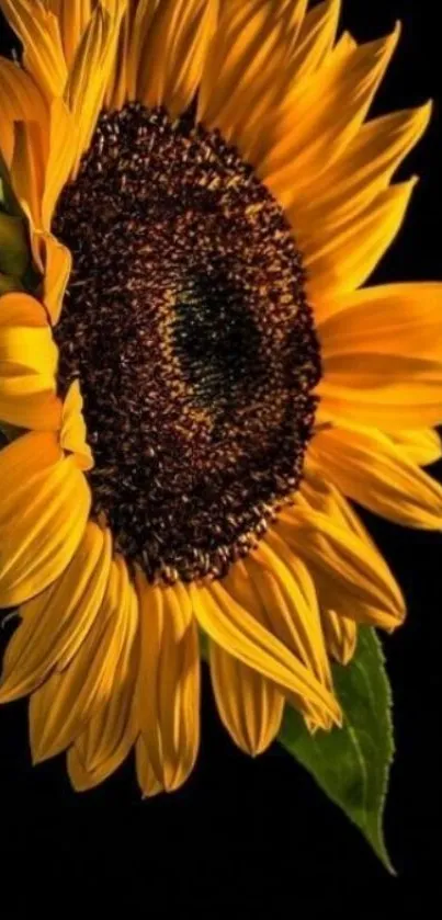 Vibrant sunflower with yellow petals on a black background.