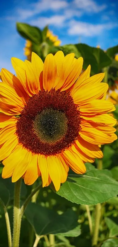 Vibrant sunflower with clear blue sky background.