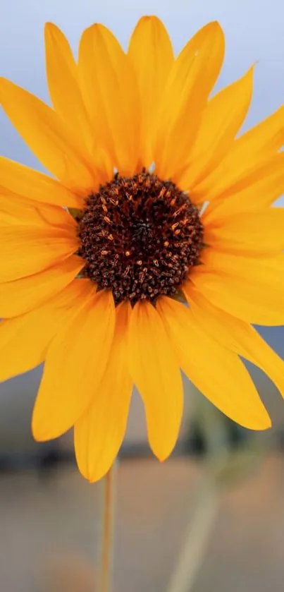 Vibrant sunflower against a blue background.