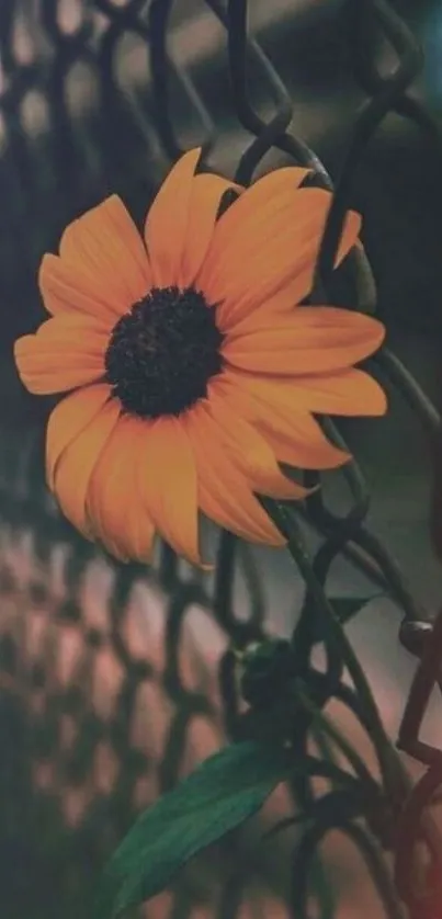 Vibrant sunflower entwined in a dark fence, creating stunning contrast.