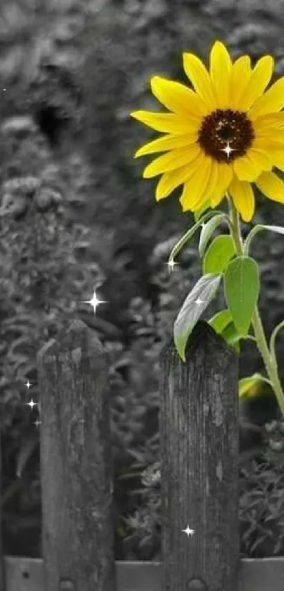 Yellow sunflower against a monochrome fence background.