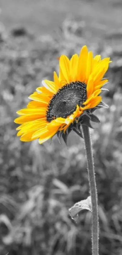 Bright sunflower on a monochromatic grey background.