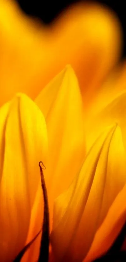 Close-up of vibrant yellow sunflower petals.