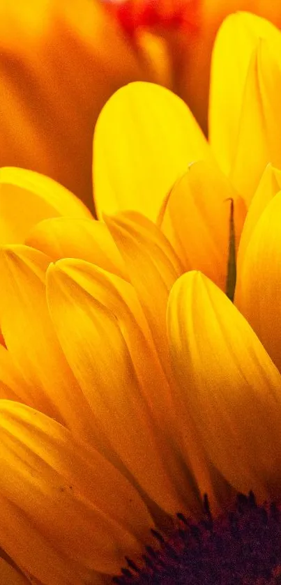 Close-up of vibrant yellow sunflower petals for phone wallpaper.