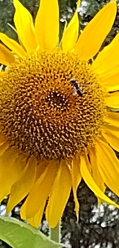 Bright yellow sunflower with intricate details.