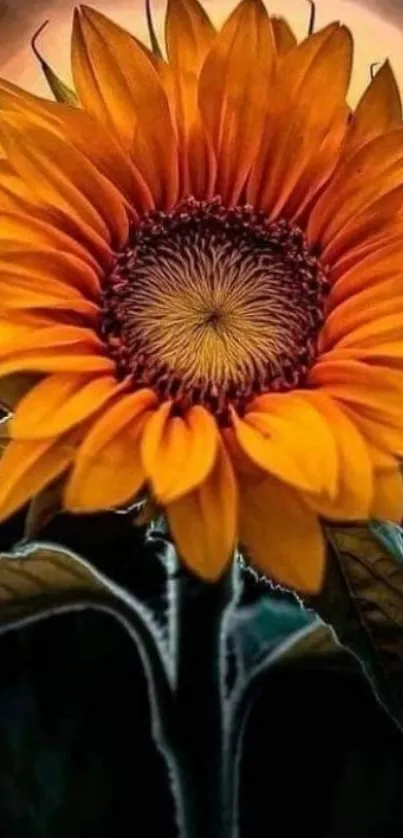 Wallpaper of a vibrant sunflower with golden petals and dark background.