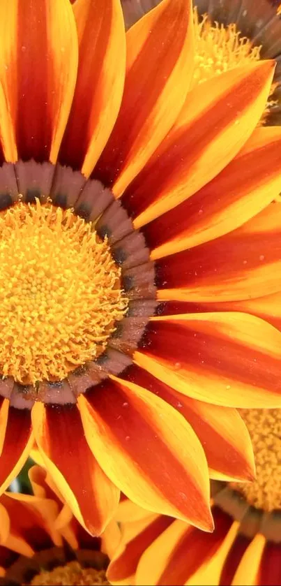 Vibrant sunflower wallpaper with yellow and red petals.