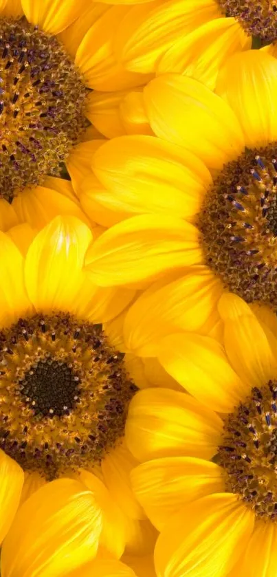 Bright yellow sunflower mobile wallpaper, full of vibrant details.