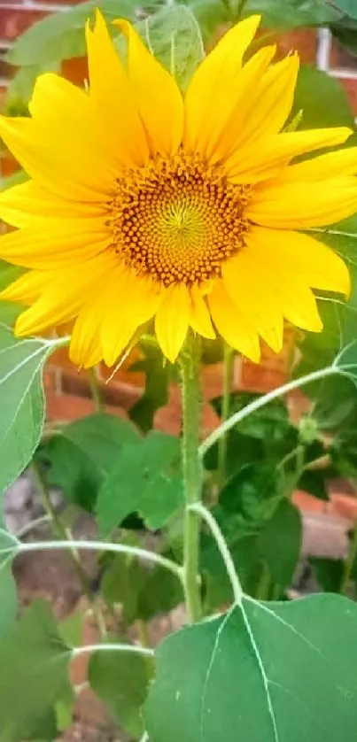 A vibrant sunflower with green leaves against a rustic brick wall background.