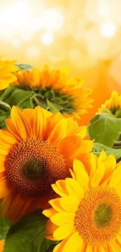 Vibrant sunflower wallpaper with glowing yellow petals and green leaves.