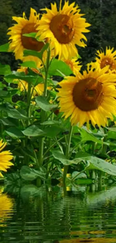 Sunflowers reflecting over calm water with vibrant green leaves.