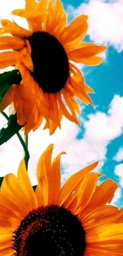 Two vibrant sunflowers against a blue sky with clouds.