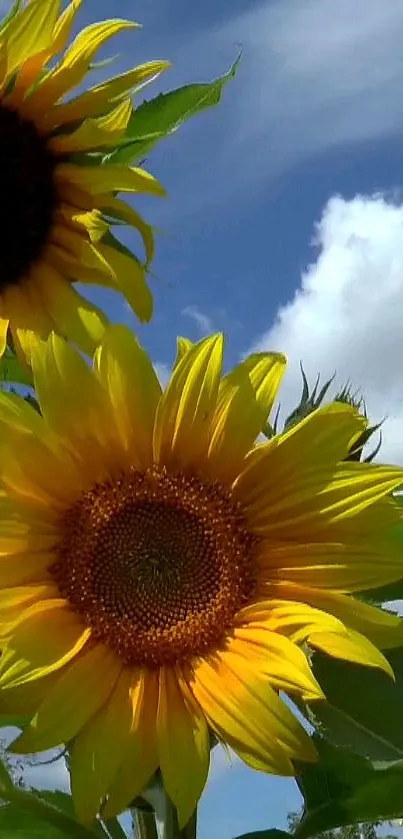 Sunflowers blooming under a bright blue sky with fluffy white clouds.