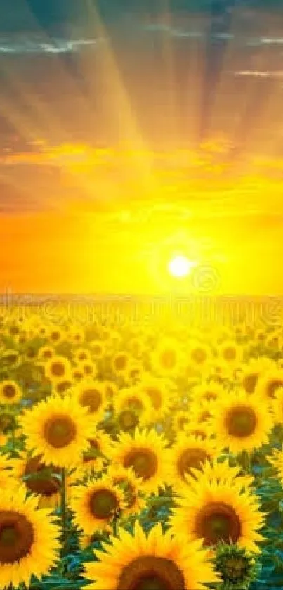 Sunflower field with a vibrant sunset in the background casting radiant colors.