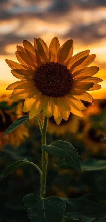 Sunflower at sunset with golden sky and vibrant petals.