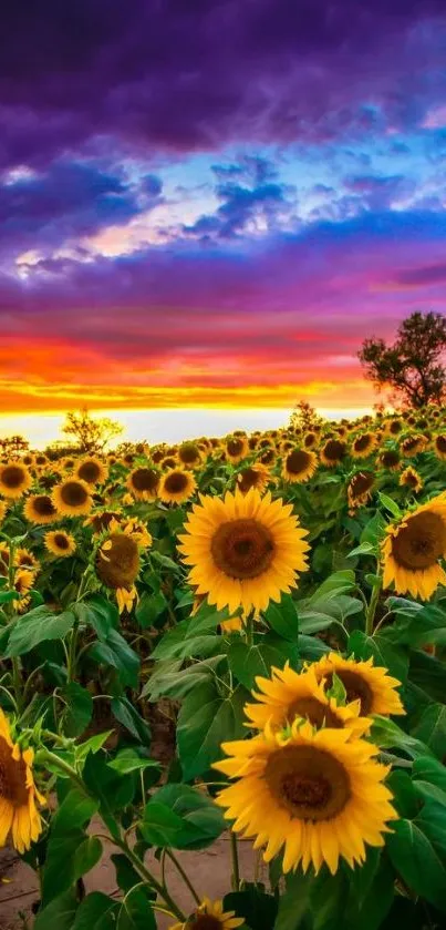 Field of sunflowers at sunset with vibrant purple and orange sky.