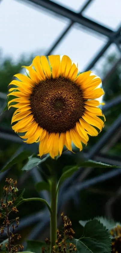 Sunflower blooming vibrantly in a greenhouse setting.