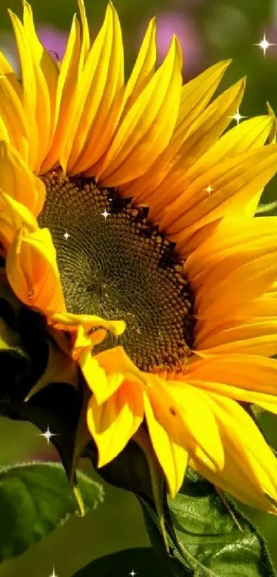 Close-up of a vibrant sunflower against a blurred green background.