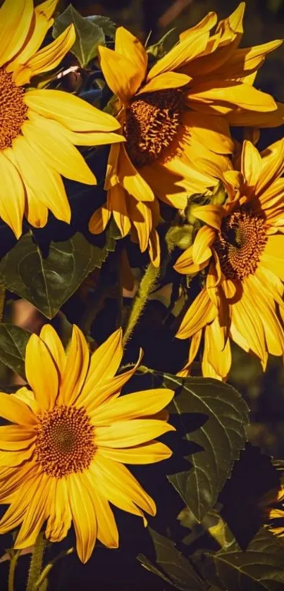 Mobile wallpaper featuring vibrant sunflowers with yellow petals and green leaves.