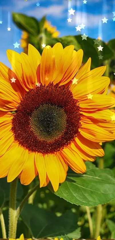 Vibrant sunflower with bright yellow petals under a clear blue sky.