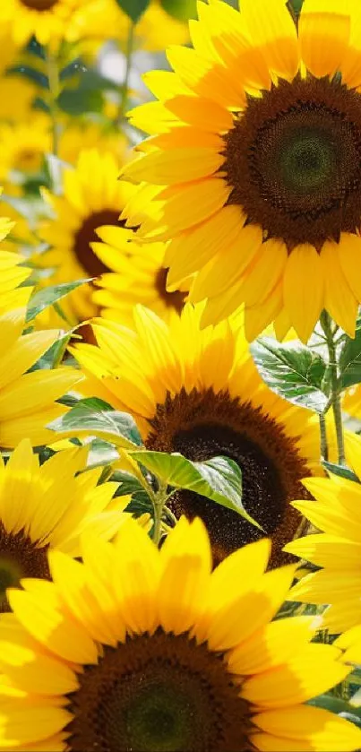 Mobile wallpaper with vibrant yellow sunflowers and lush green foliage.