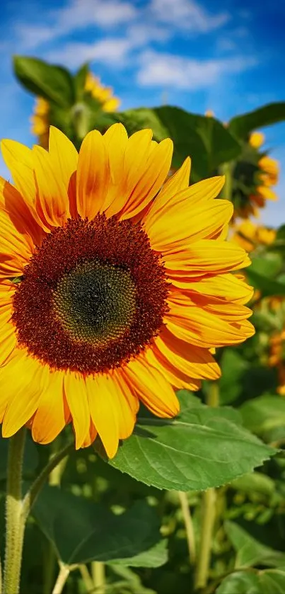 Bright sunflower with yellow petals and a clear blue sky backdrop.