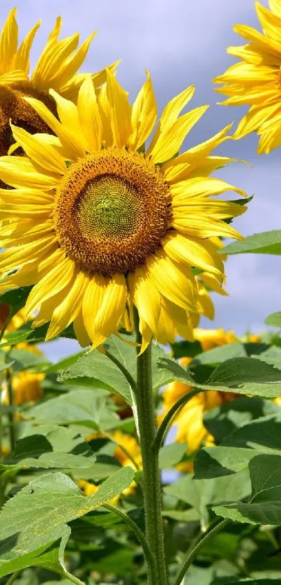 Bright sunflowers with yellow petals against a blue sky.