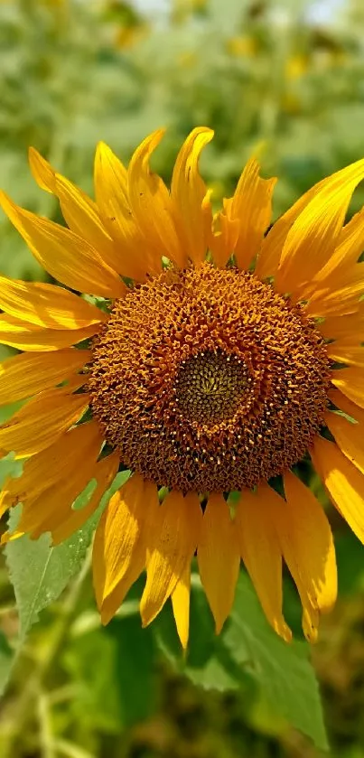 Bright yellow sunflower in a green field, perfect for a mobile wallpaper.