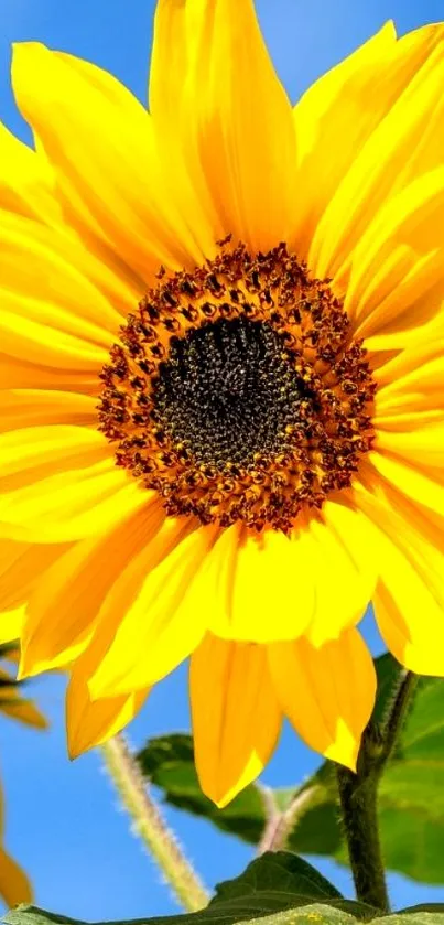 Vibrant yellow sunflower with green leaves against a blue sky background.