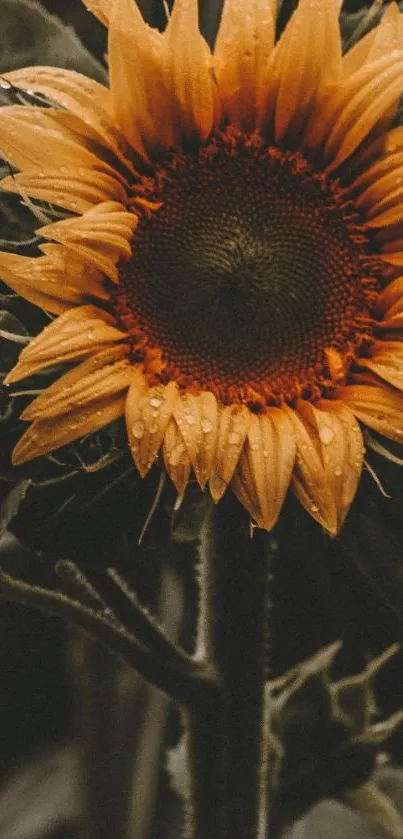 Close-up of a vibrant sunflower with droplets on petals.