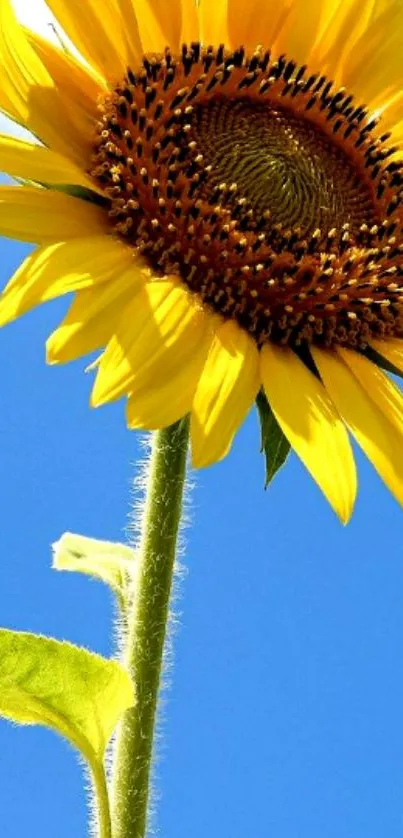 Bright sunflower against a clear blue sky wallpaper.