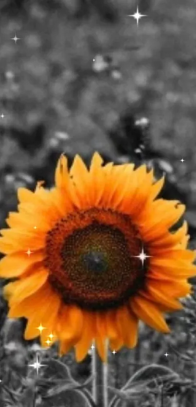 Vibrant sunflower set against monochrome background.