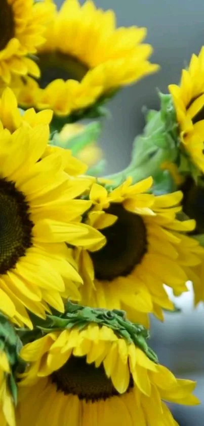 Bright yellow sunflowers with green stems on a lively mobile wallpaper.