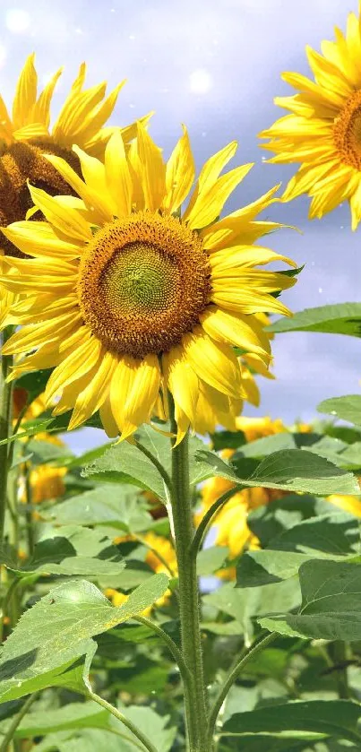 Vibrant sunflowers under a clear blue sky, showcasing bright yellow petals.