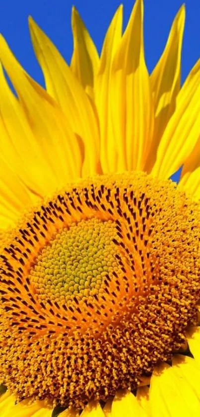 Bright yellow sunflower against a blue sky wallpaper