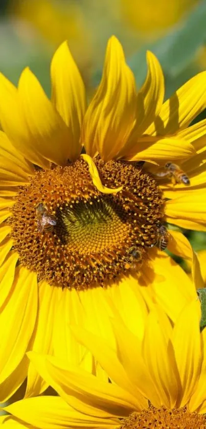 Vibrant yellow sunflower with bees buzzing around, under a clear sky.