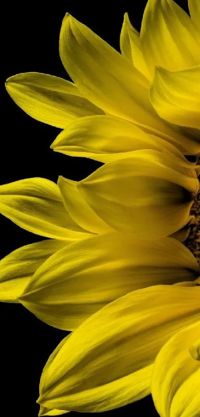 Sunflower with vibrant yellow petals on a black background.