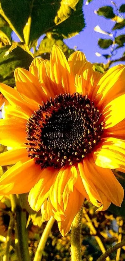 Close-up of a vibrant sunflower under a clear blue sky.